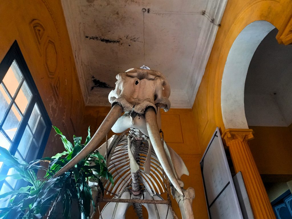 A skeleton at the entrance to the Hanoi Biological Museum